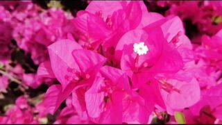 Sooper shining Spring season