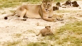 Small lion funny mem