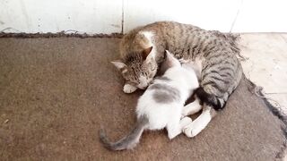 Mother cat nursing her kitten lovingly