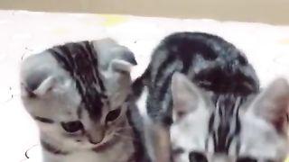 cat????