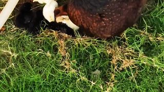 My Hen With Chicks enjoying