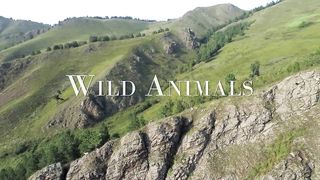 Amazing Scene of Wild Animals In 4K - Scenic Relaxation Film