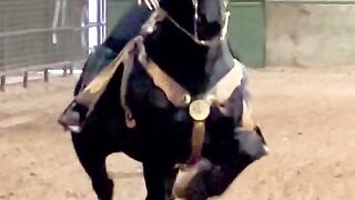 The horse dances and the beauty gets high..