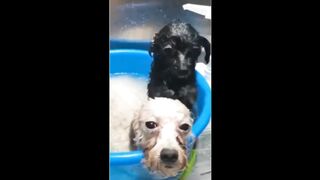 memes cute dogs and cats funny