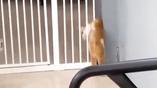 Beautiful  Cats in Funny mood