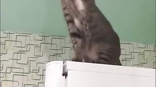 Cats funny