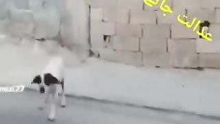 Cat and dog