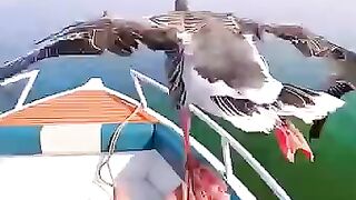 Beautiful bird flying on the baot togather with running in the see