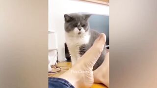 Funny cats