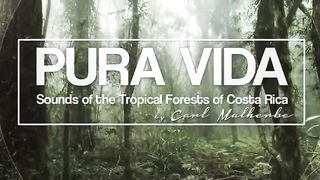 Jungle and Rainforest Sound Effects - Tropical Forest Ambiences from Costa Rica.