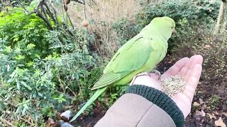 Hand feeding a wild parrot ???? .