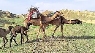 camels video