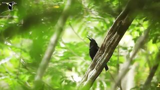 Magnificent Riflebird.