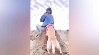 Funny dogs