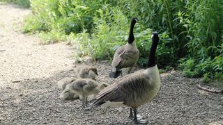 Duck family