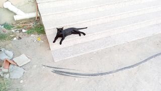 Gorgeous Black Cat