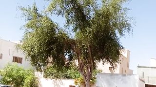 Beautiful Tree