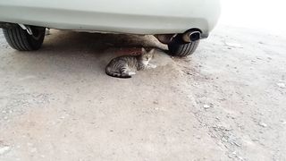 Funny cat video