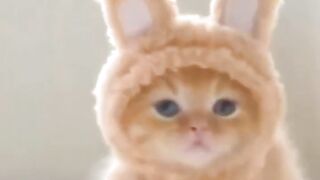 Cute cat videos and funny Cat and Dog videos