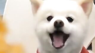 Funny Videos???????? Dog vs cat????????
