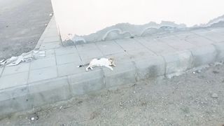 Funny stray cat video