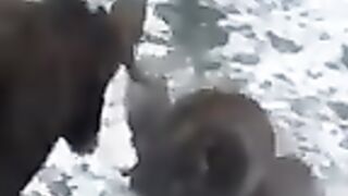 Animals That Kill Themselves ???? - The Fact - #shorts #ytshorts.