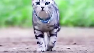 Cat walking so cute #catslover