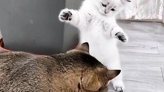 Cat cute video  ????????????