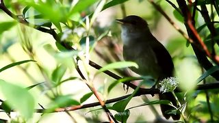 Singing nightingale. The best bird song_2.