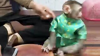 Naughty monkey