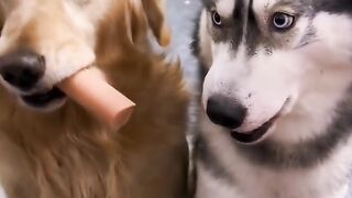 Funny Dogs