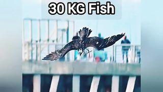 Eagle attack on fish fish