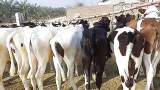 Cow for sale