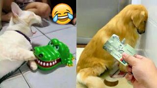 Best New Funny Animal Videos 2023 - Funny Cats And Dog videos ????????
