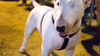 Strange behaviour of dogs part 3