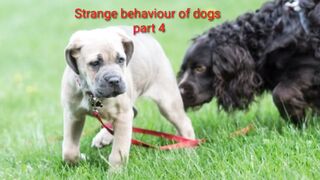 Strange behaviour of dogs part 4