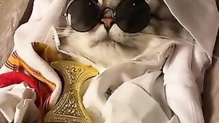 cat ksa