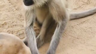 True friend Dog and monkey  enjoying