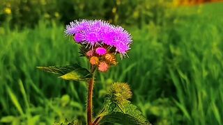 Beautiful flowers