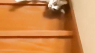 Cute funny animals