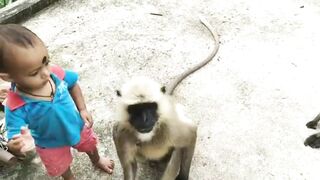Çute baby Boy playing with monkey groups