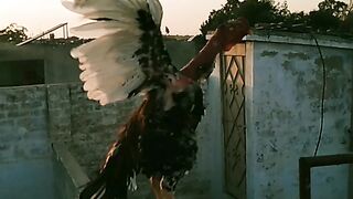 Aseel Fighter