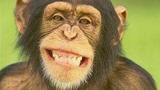 Animais engraçados, macaco.