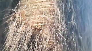 Spiders in a tree