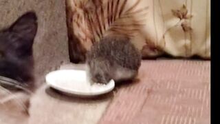 Лютые приколы