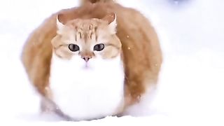 Cat ..
