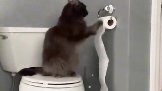 Funny Cat Moments