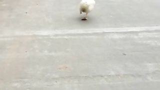 Funny duck