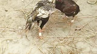Aseel Murga Fight Best Pakistani Aseel Murga ||Mohsin Writrs official