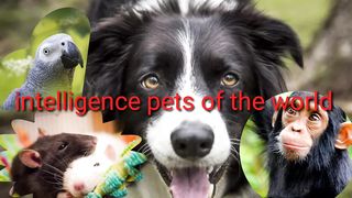 World most intelligence pets
